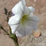 Petunia axillaris Цветок