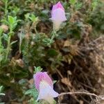 Antirrhinum hispanicum Lorea