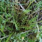 Sisymbrella aspera Hoja