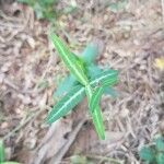 Hemidesmus indicus Leaf