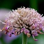 Knautia basaltica ফুল