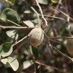 Balanites aegyptiaca Fruit