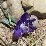 Sisyrinchium humahuacense Flower