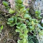 Peperomia urocarpa Plante entière