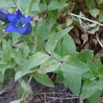 Gentiana calycosa Агульны выгляд