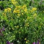 Tephroseris longifolia List