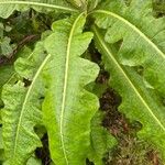 Sonchus fruticosus Hoja