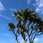 Pandanus utilis Frucht