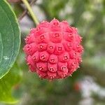 Cornus kousa Fruto