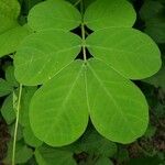 Cassia obtusifolia Leaf