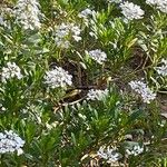 Iberis semperflorens Cvet