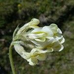 Oxytropis campestris Flower