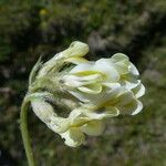 Oxytropis campestris Fula