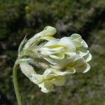 Oxytropis campestris Blüte