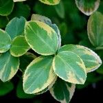 Euonymus fortunei ഇല