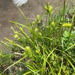 Carex lurida Blatt