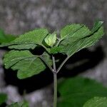 Fleischmannia microstemon その他の提案