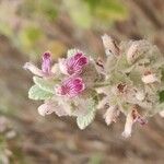 Pseudodictamnus hirsutusFlower