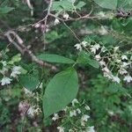 Vaccinium stamineum Leaf