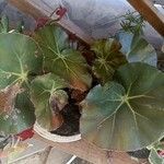 Begonia hydrocotylifolia葉