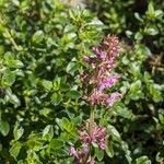 Thymus pulegioides Flower