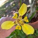 Trimezia martinicensis Blüte