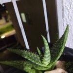 Aloe macrocarpa Blatt