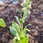 Reseda odorata Blüte