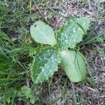 Silybum marianum Blad