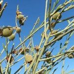 Prunus scoparia Fruto