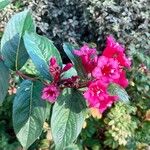 Weigela hortensisFlower