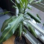 Dracaena fragrans Leht