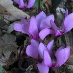 Cyclamen purpurascens Virág