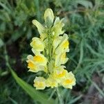 Linaria vulgaris Flower