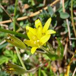 Gagea villosa Квітка