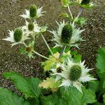 Eryngium giganteum Blüte