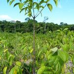 Cordia alliodora ᱥᱟᱠᱟᱢ