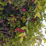 Syzygium paniculatum Fruit