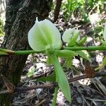 Angraecum eburneum 花