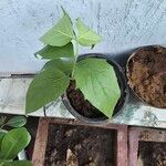 Nyctanthes arbor-tristis Frunză