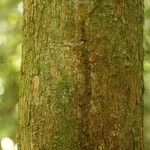 Pouteria brachyandra Kabuk