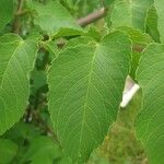 Dahlia imperialis Leaf