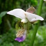 Eulophia horsfallii Flower