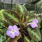 Episcia lilacina Hoja