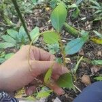 Peperomia glabella Leaf