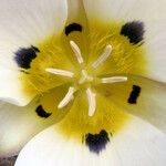 Calochortus leichtlinii Flower