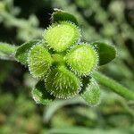 Cynoglossum officinale Ffrwyth