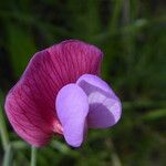 Lathyrus clymenum Fleur