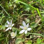 Ornithogalum gussonei ᱵᱟᱦᱟ