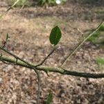 Magnolia sieboldii Leaf